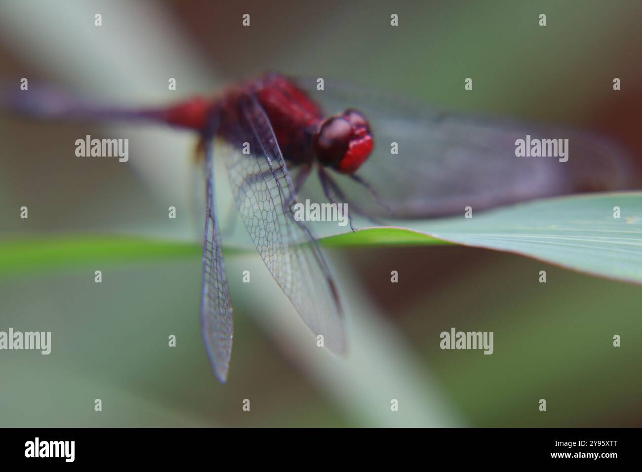 insetto rosso su foglia verde Foto Stock