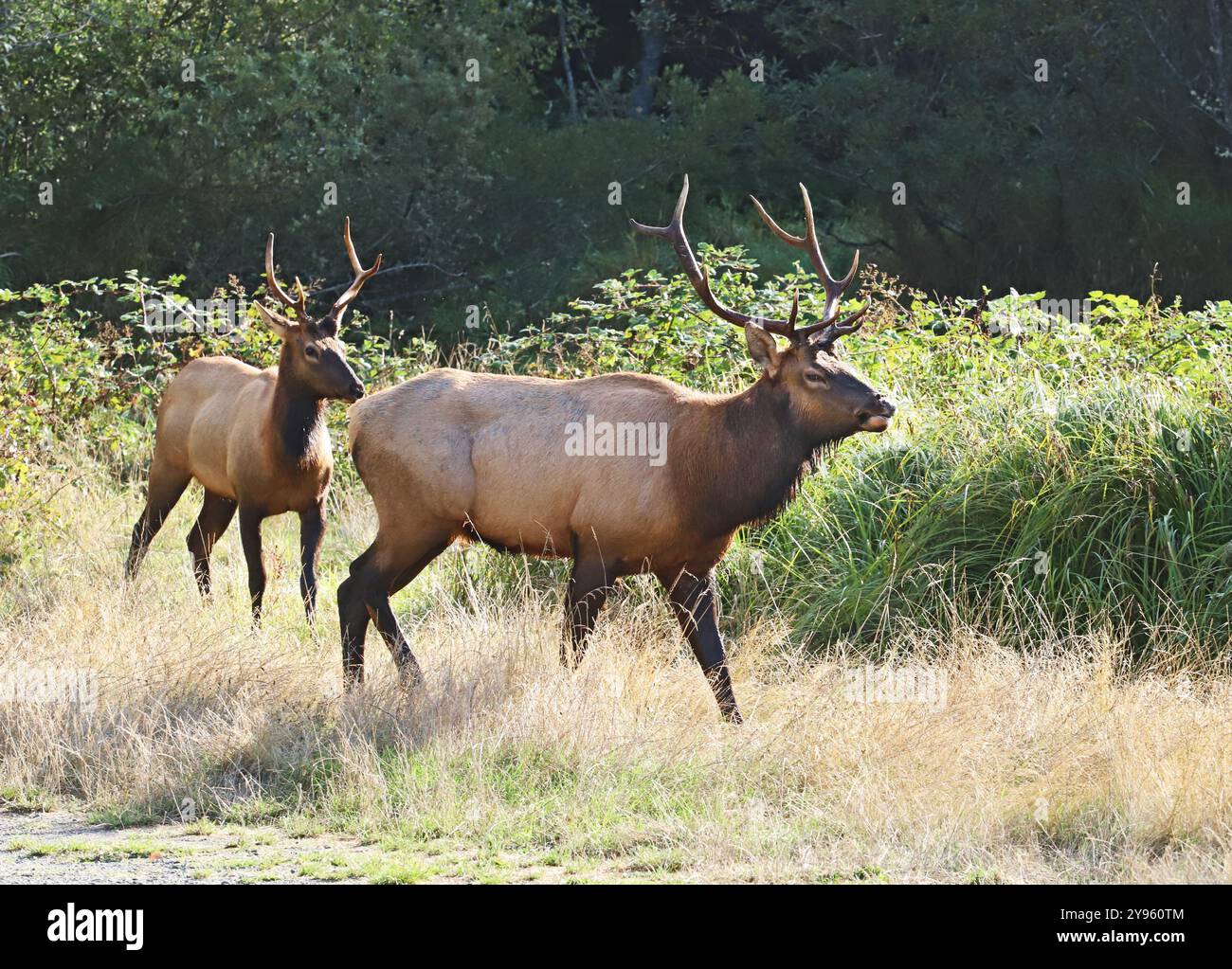 Gli alci Bull Roosevelt sono comuni lungo la strada sulla U.S. Route 101 nel nord della California a pochi chilometri a sud del Redwoods National Park. Foto Stock