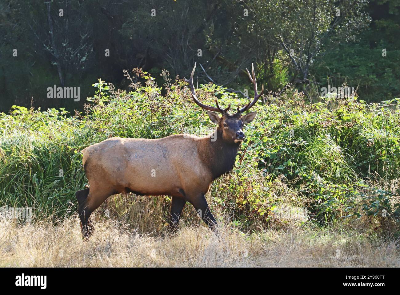 Gli alci Bull Roosevelt sono comuni lungo la strada sulla U.S. Route 101 nel nord della California a pochi chilometri a sud del Redwoods National Park. Foto Stock