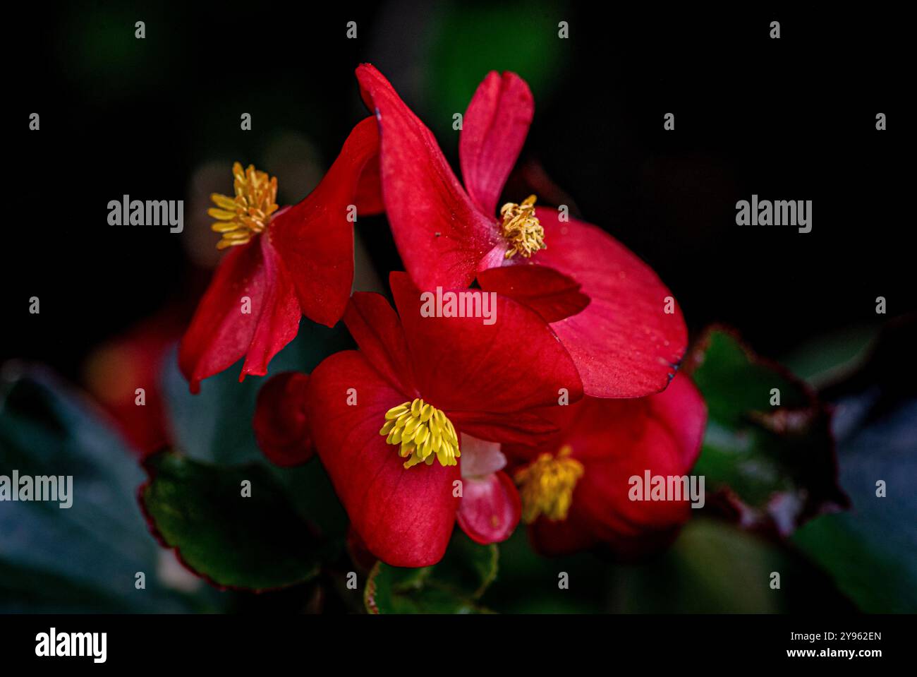 Placentia, California, Stati Uniti. 8 ottobre 2024. La begonia rossa fiorisce nel giardino ombreggiato. Il giardino della casa di photographerÃs mostra colori brillanti ed è pieno di vita all'inizio di ottobre. L'autunno arriva nei giardini periferici di Orange County, California, con temperature calde e notti fresche. (Credit Image: © Bruce Chambers/ZUMA Press Wire) SOLO PER USO EDITORIALE! Non per USO commerciale! Foto Stock