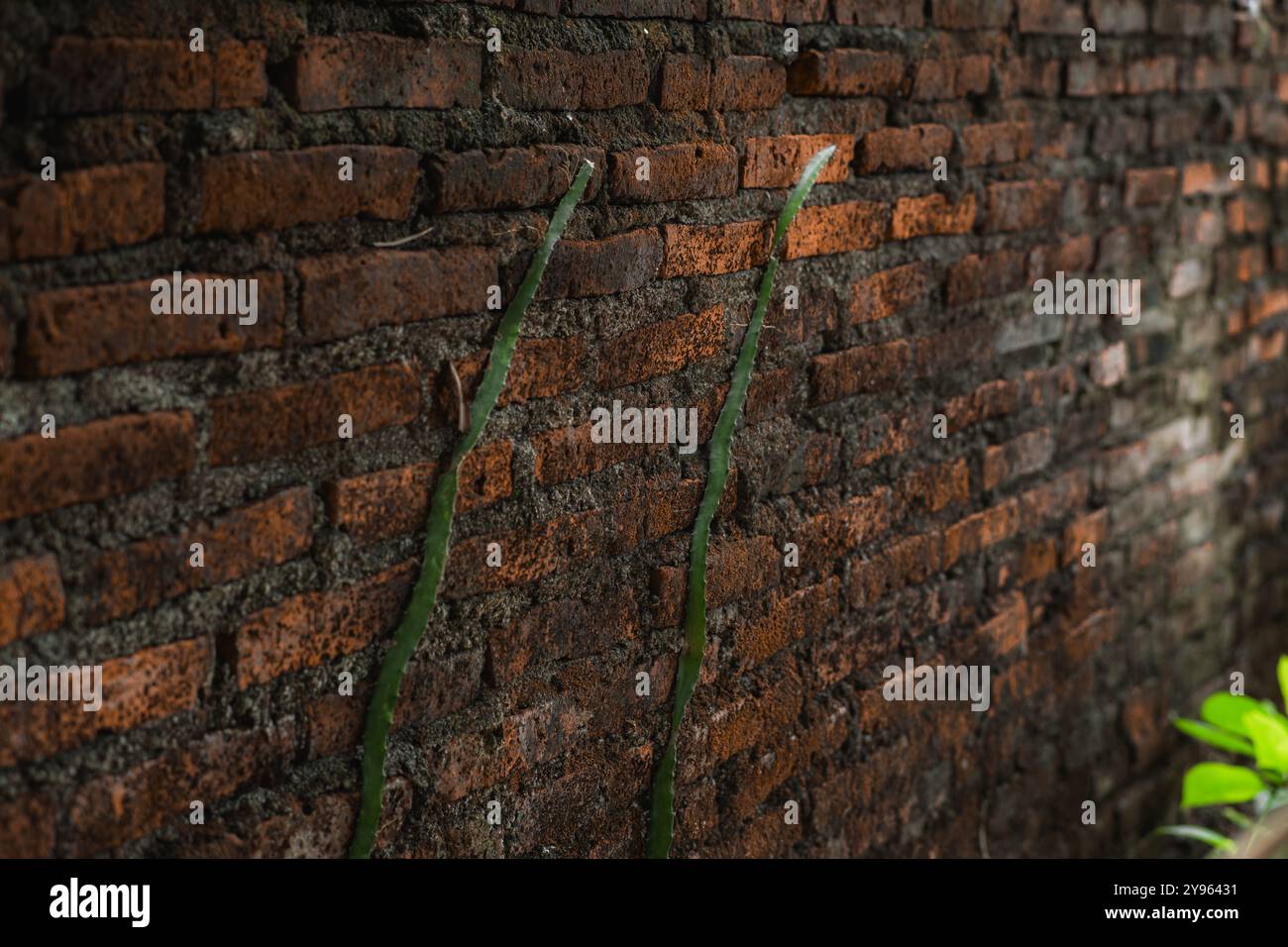 Cactus Dragon Fruit Arrampicata sul muro di mattoni rustici | natura e agricoltura Foto Stock