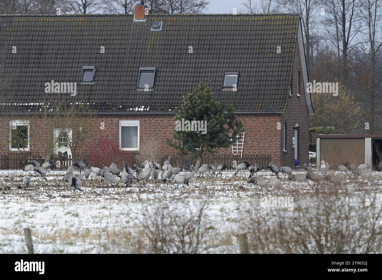Gru (grus grus) che poggiano sulla loro migrazione verso sud mentre foraggiano in un campo di granturco raccolto su neve leggera, Renania settentrionale-Vestfalia, Germania, EUR Foto Stock