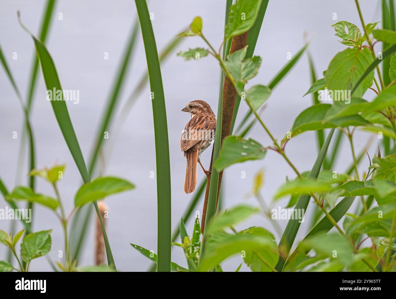 Un passero di Song che guarda da The Grasses nella riserva naturale Horicon National Wildlife Refuge in Wisconsin Foto Stock