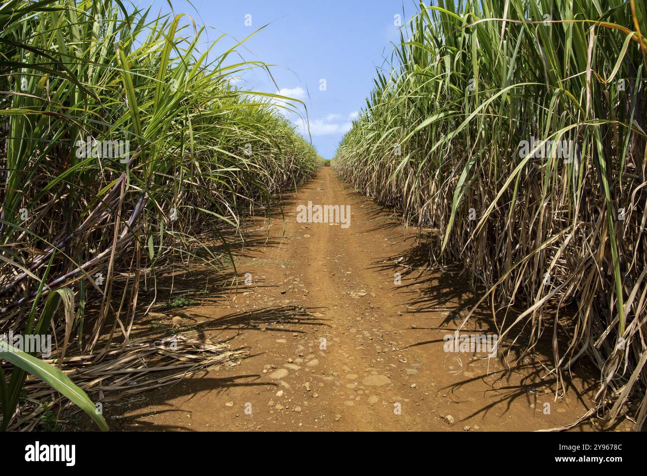 Campo di canna da zucchero (Saccharum officinarum), Oceano Indiano, isola, Mauritius, Africa Foto Stock