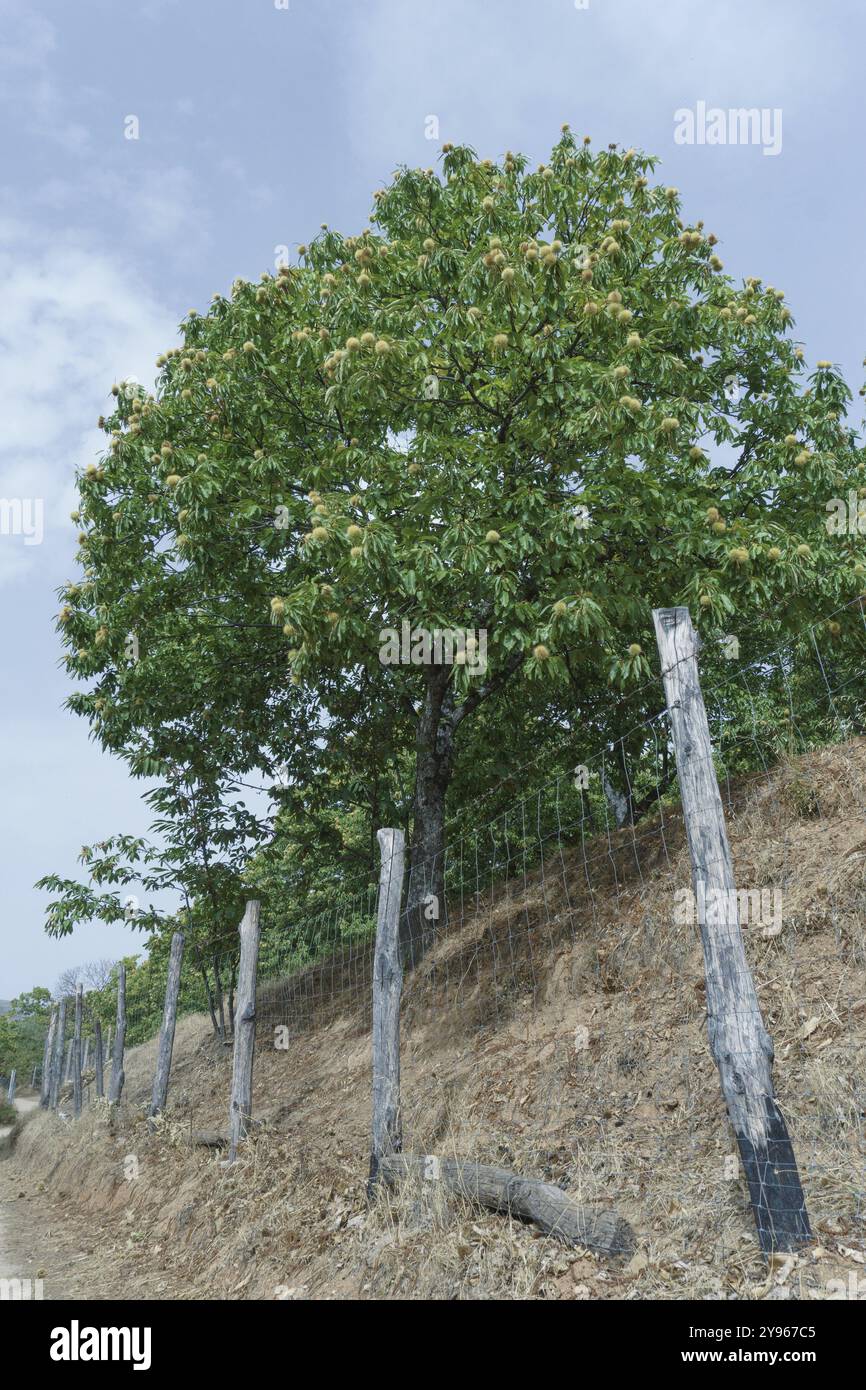 Albero verde (Aesculus hippocastanum) con frutti di castagno spinosi. con sfondo bianco e spazio di copia Foto Stock