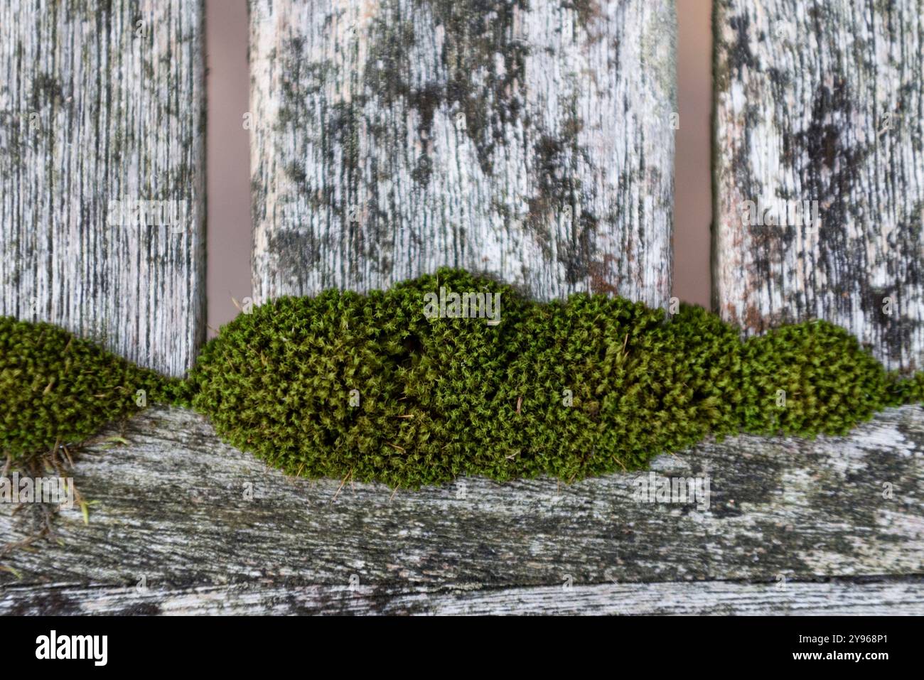 Muschio che cresce sul legno Foto Stock