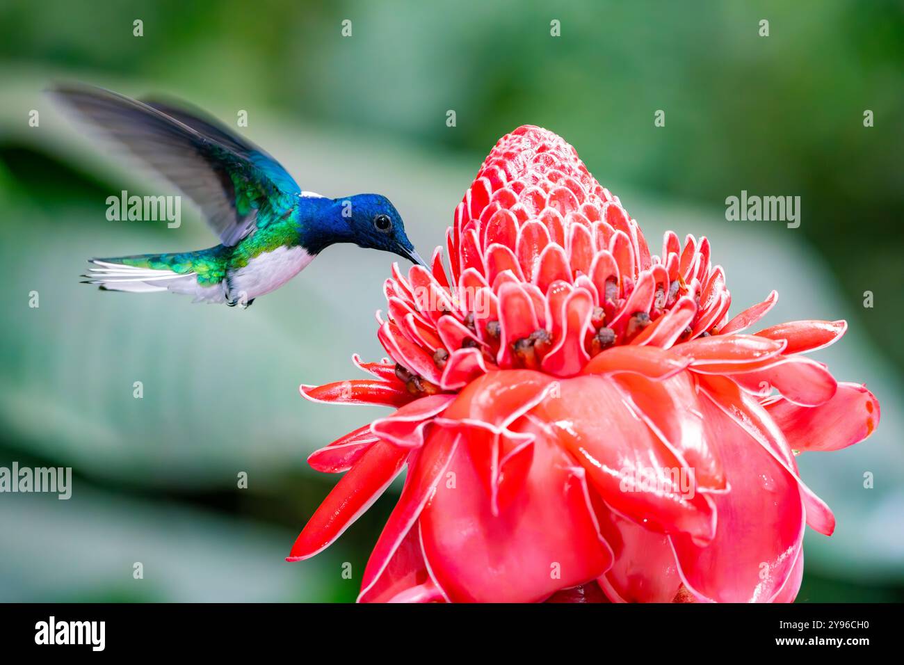 Colibrì giacobino dal collo bianco (Florisuga millivora) in Costa Rica Foto Stock