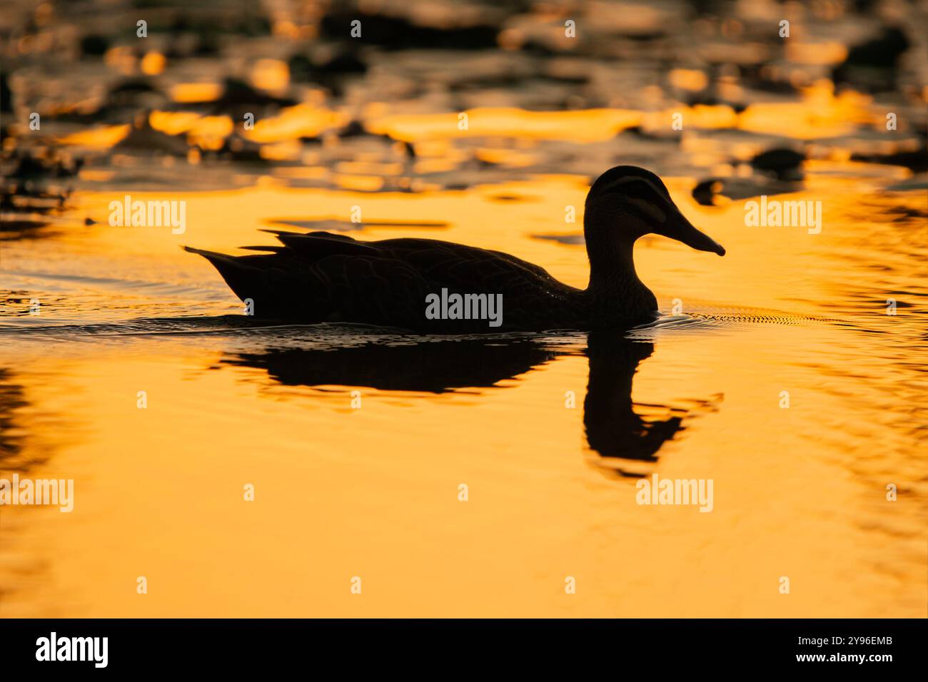 Questa bella e graziosa anatra nuota senza sforzo attraverso lo stagno al tramonto. Foto Stock