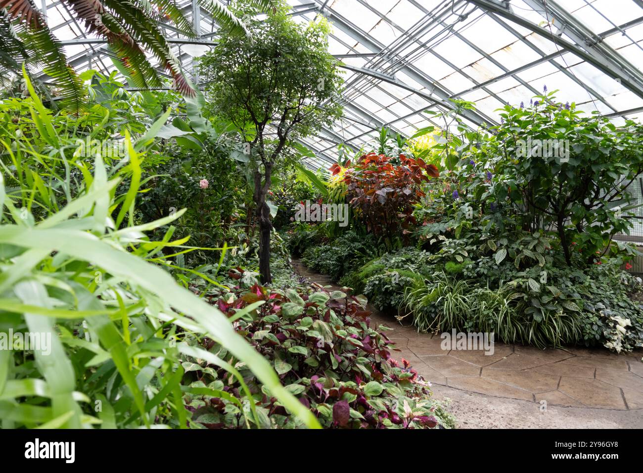 All'interno dell'Allan Gardens Conservatory nel Garden District di Toronto, Ontario, Canada Foto Stock