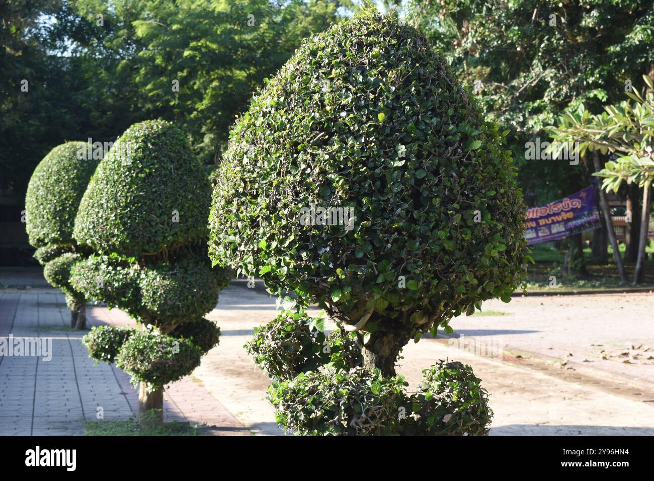 Boxwood potato, King Rama 9 Park, Phrae, Thailandia Foto Stock