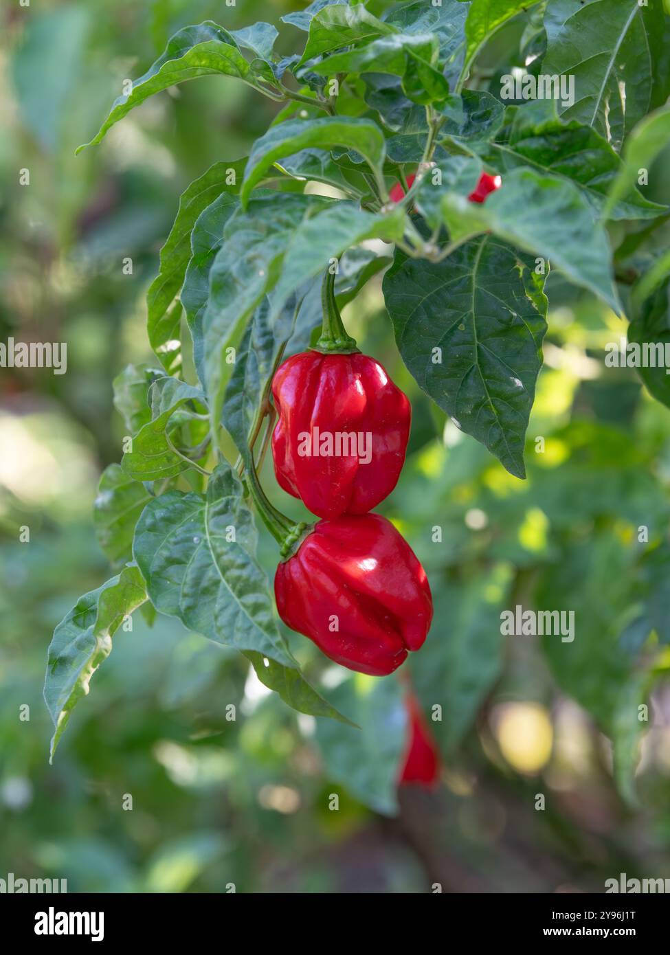 Il Capsicum chinense, pepe habanero, è una pianta ornamentale dell'orto con i suoi frutti rossi brillanti. Foto Stock