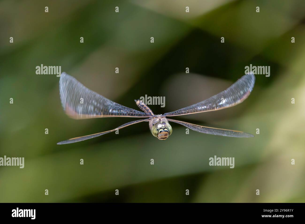 L'imperatore australiano Dragonfly in volo Foto Stock
