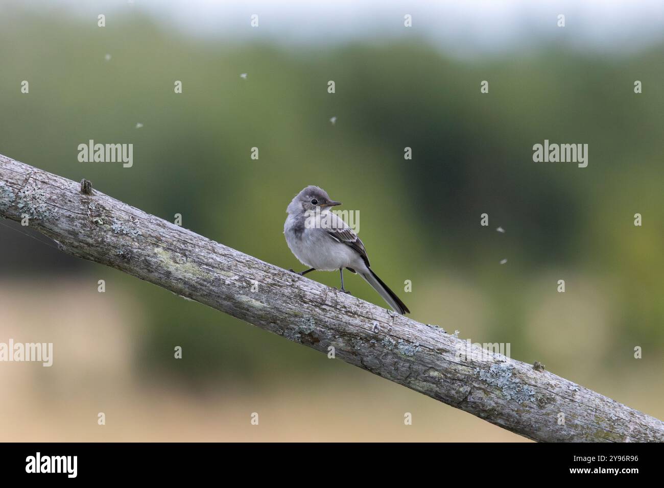 Una giovane coda d'acqua circondata da insetti Foto Stock
