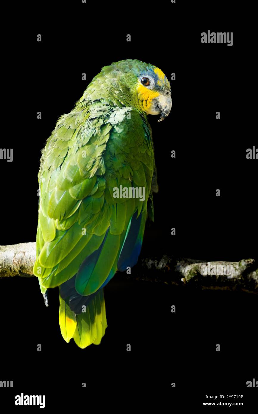 Ritratto dell'uccello di Fischer su sfondo nero. Agapornis fischeri. Piccolo pappagallo colorato. Foto Stock