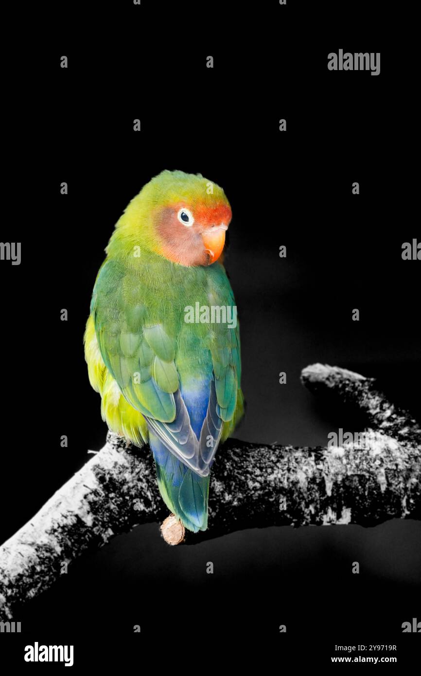 Ritratto dell'uccello di Fischer su sfondo nero. Agapornis fischeri. Piccolo pappagallo colorato. Foto Stock