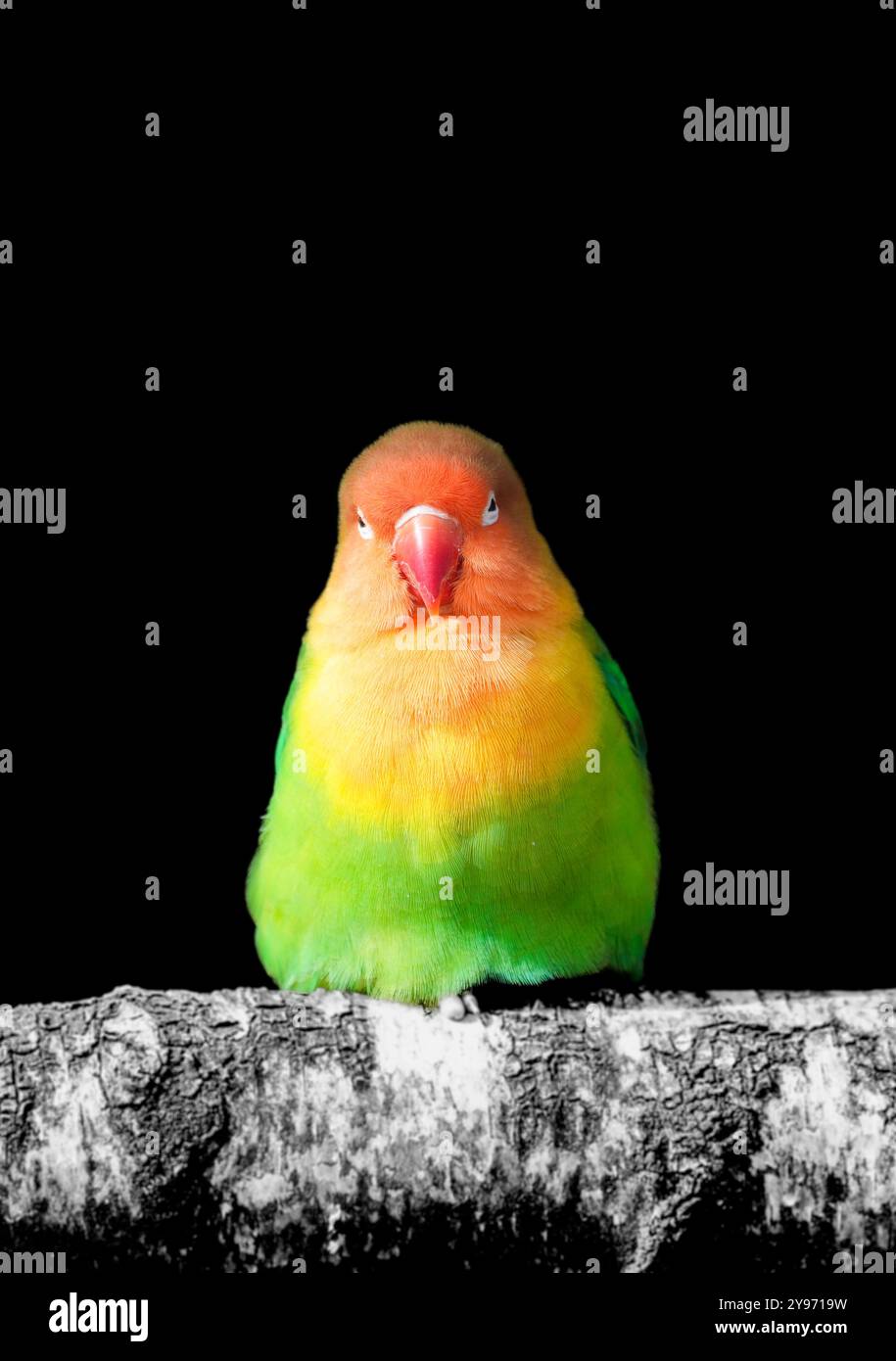 Ritratto dell'uccello di Fischer su sfondo nero. Agapornis fischeri. Piccolo pappagallo colorato. Foto Stock