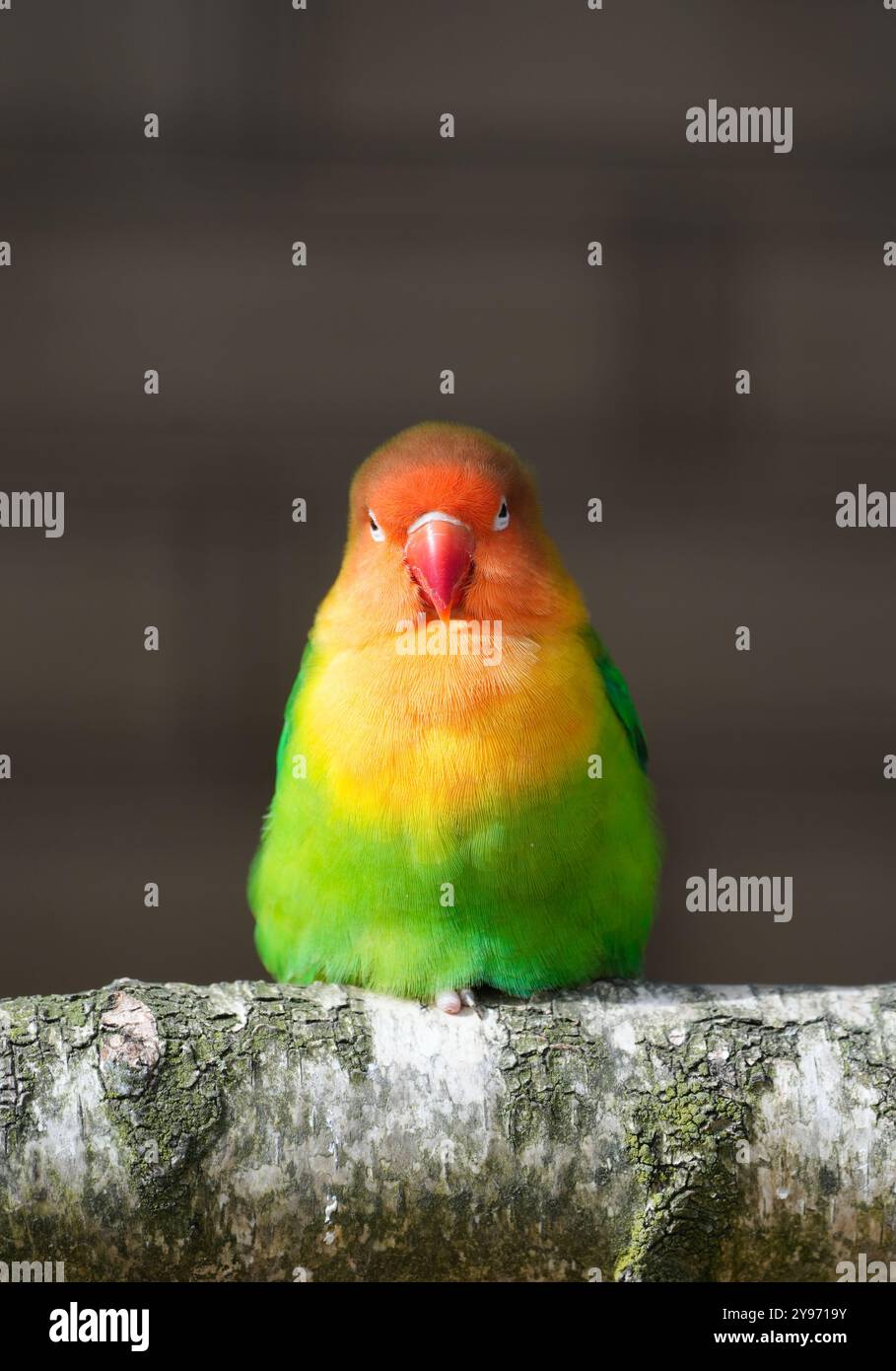 Ritratto dell'uccello di Fischer su sfondo nero. Agapornis fischeri. Piccolo pappagallo colorato. Foto Stock