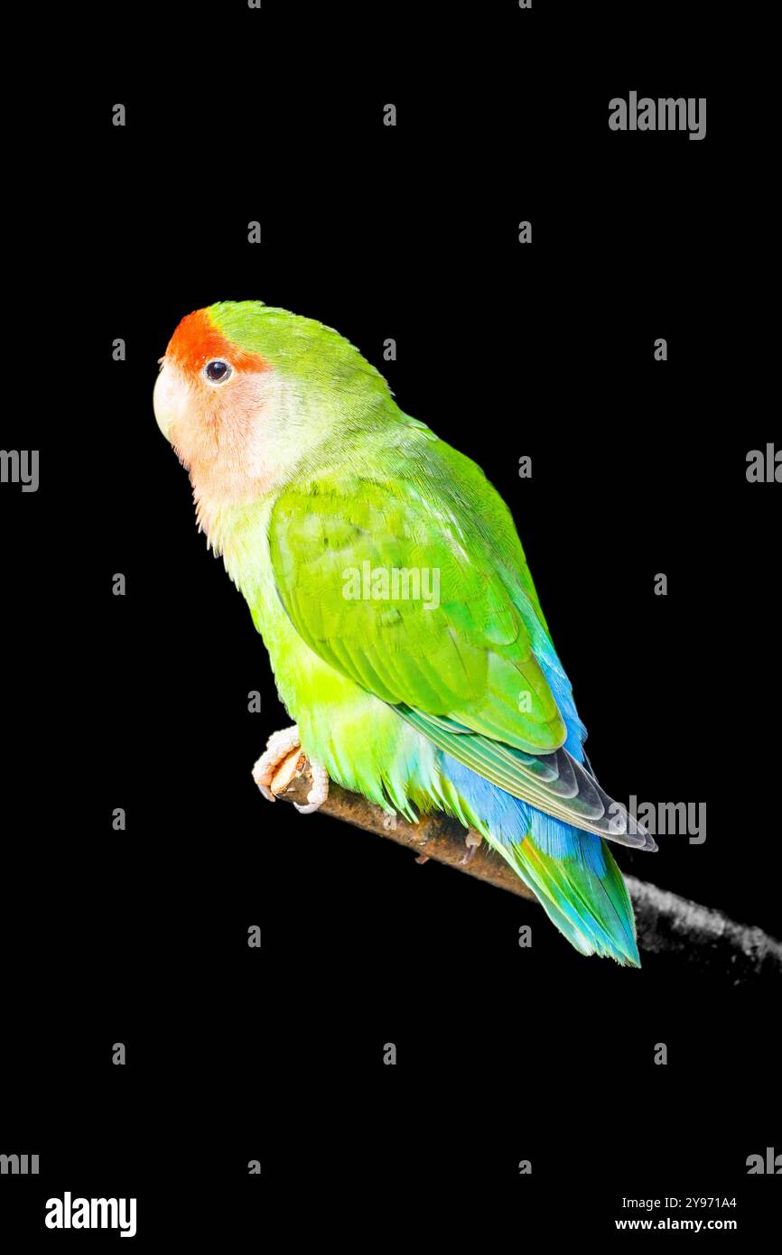 Ritratto dell'uccello di Fischer su sfondo nero. Agapornis fischeri. Piccolo pappagallo colorato. Foto Stock