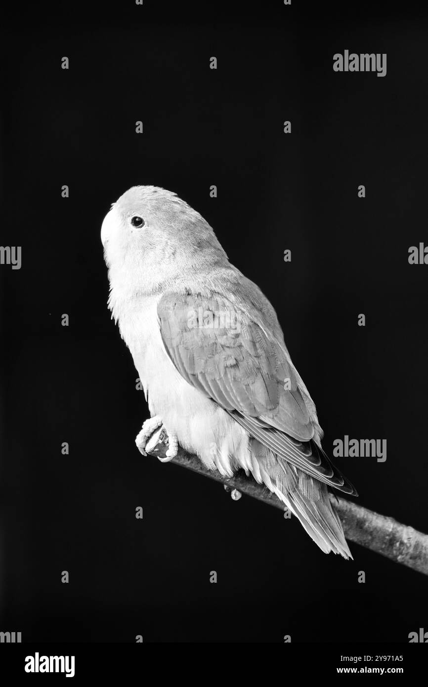 Ritratto dell'uccello di Fischer su sfondo nero. Agapornis fischeri. Pappagallo piccolo. Foto Stock