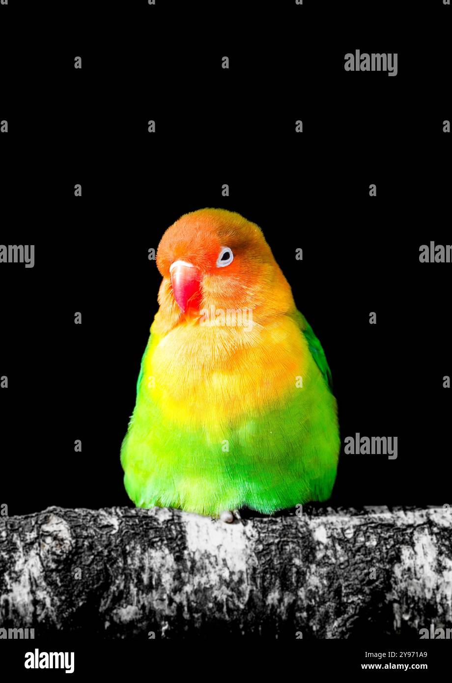 Ritratto dell'uccello di Fischer su sfondo nero. Agapornis fischeri. Piccolo pappagallo colorato. Foto Stock