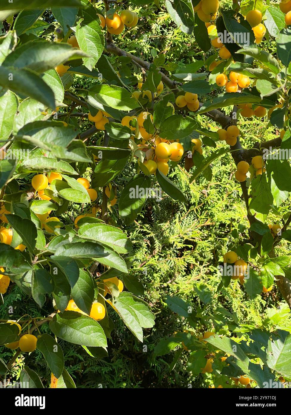 Raccolto in giardino. Piccole mele gialle per dessert, preparazioni per l'inverno. Prodotto biologico. Foto Stock