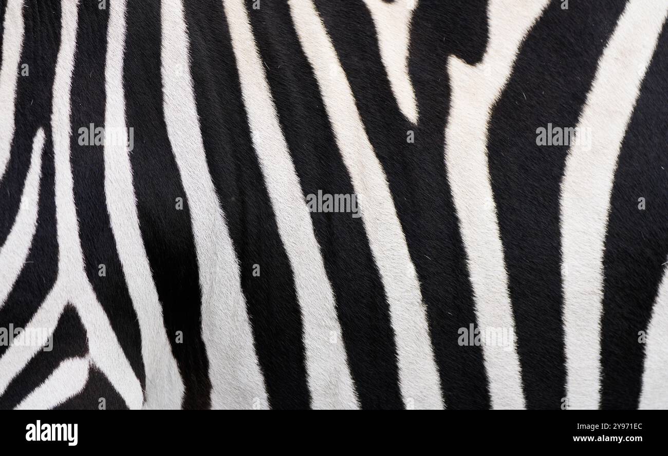 Primo piano di pellicce zebrate. Sfondo animale a righe bianche e nere. Foto Stock