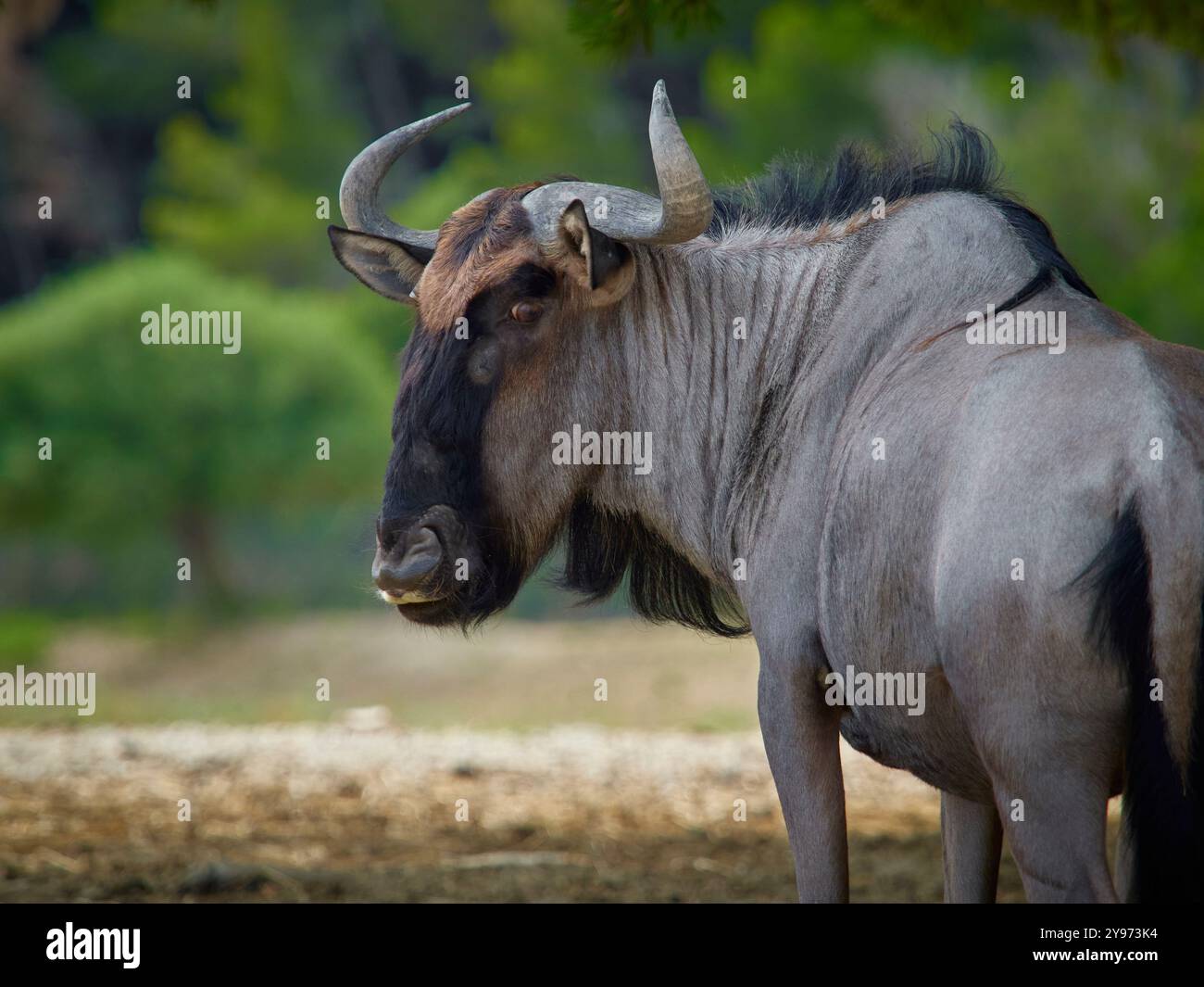 Ritratto di GNU in natura. Foto dal mondo degli animali. GNU Detaild su sfondo verde. Foto Stock