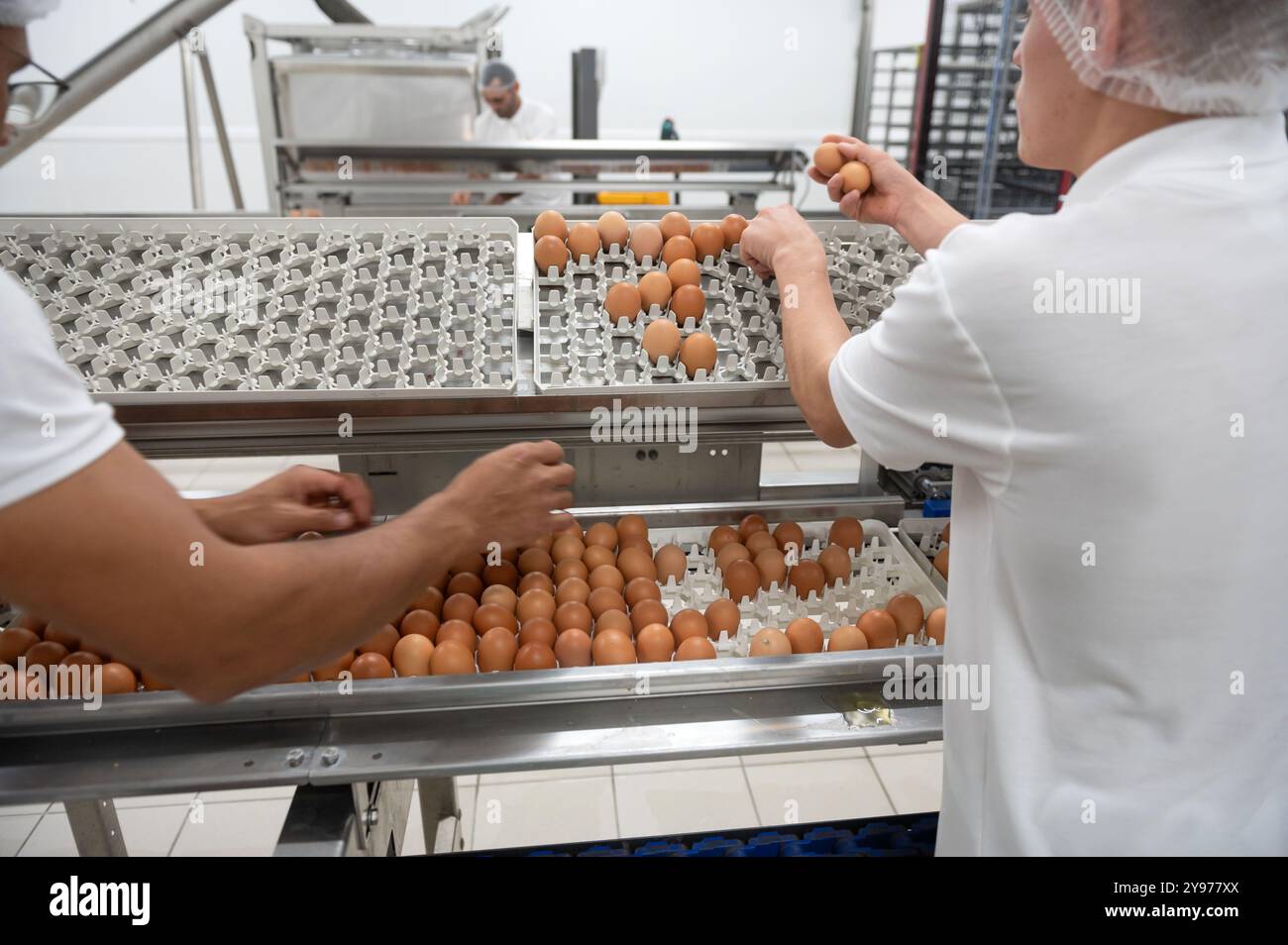 Saint-Fulgent (Francia centro-occidentale): Lohmann France, controllata del gruppo EW, leader nella schiusa e commercializzazione di pulcini di un giorno per reari Foto Stock