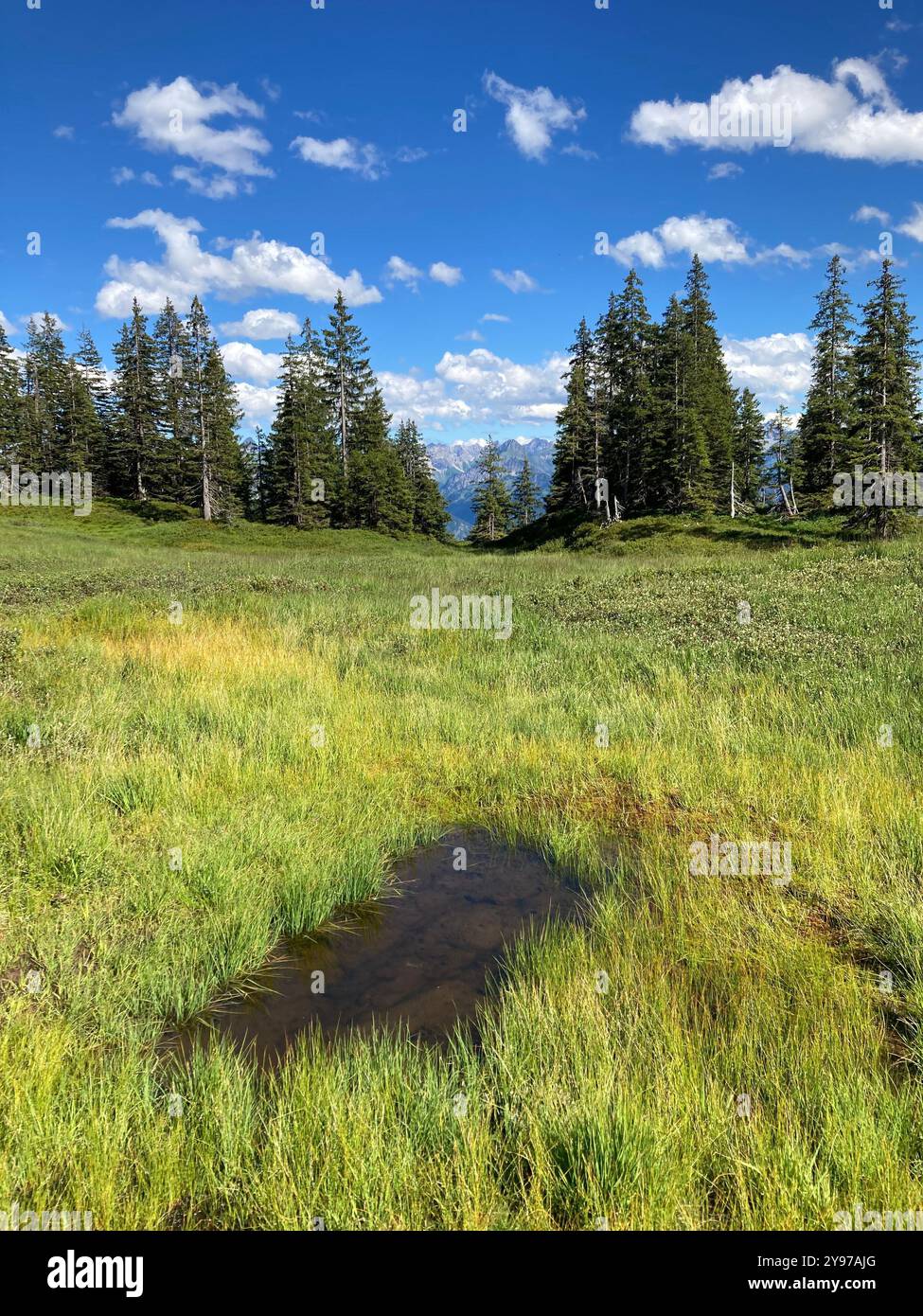 Una palude rialzata sul monte Wannenkopf nell'Allgaeu, Baviera, Germania - Immagine stock catturata con smartphone