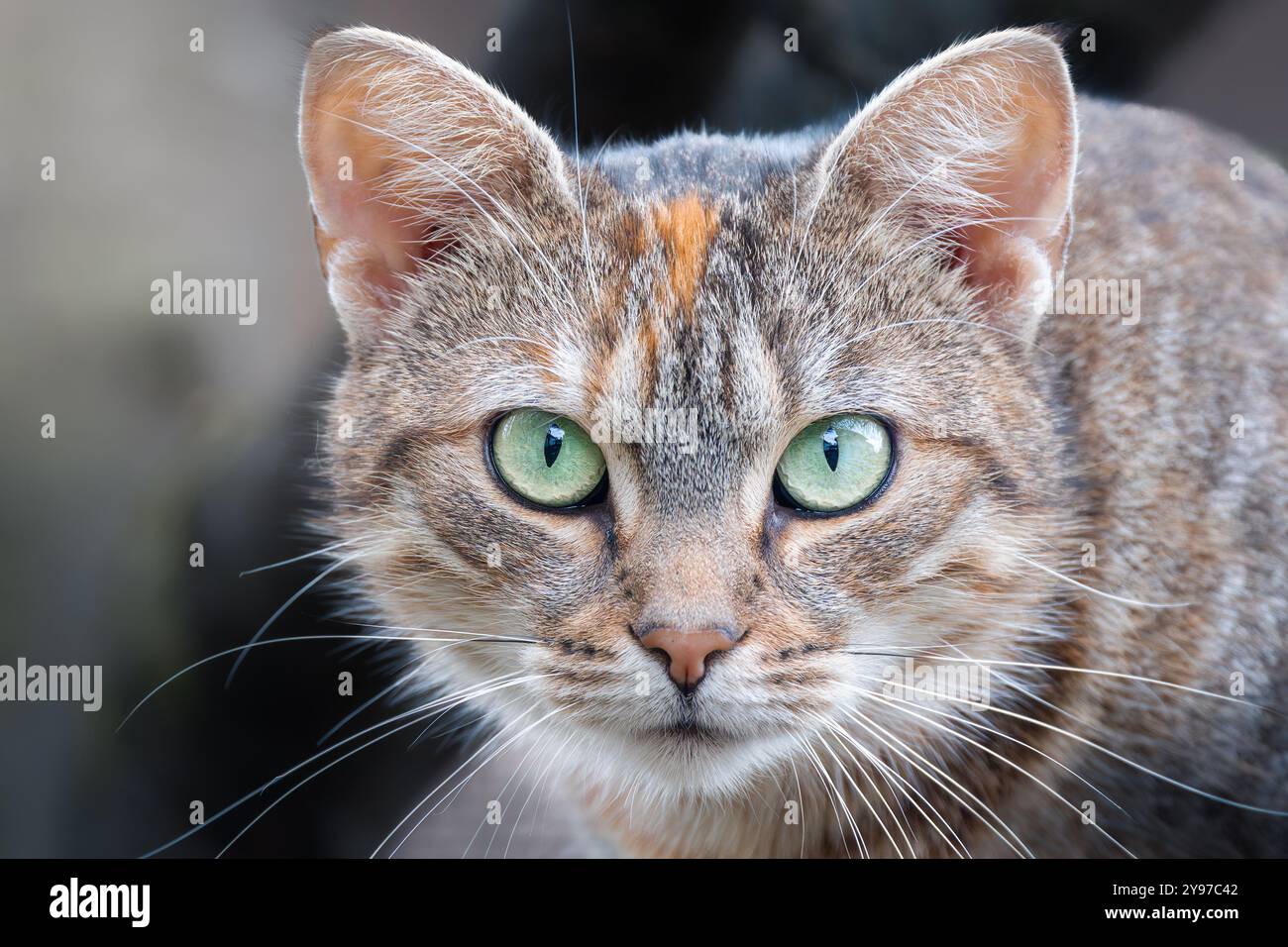 un ritratto ravvicinato di un bellissimo gatto da tabby con occhi verdi sorprendenti Foto Stock
