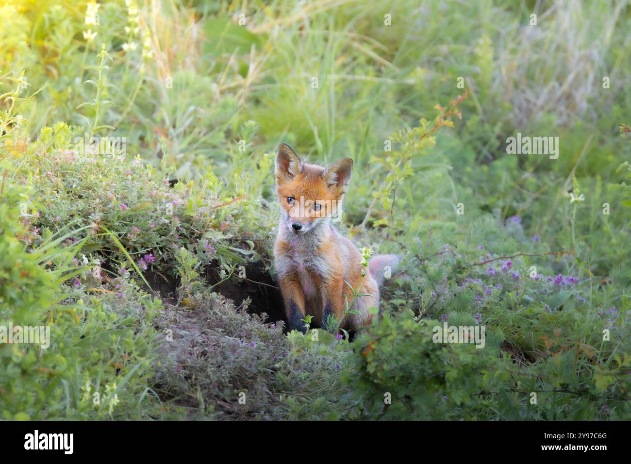Simpatico cucciolo di volpe rossa selvatica (Vulpes vuklpes) in un habitat naturale Foto Stock