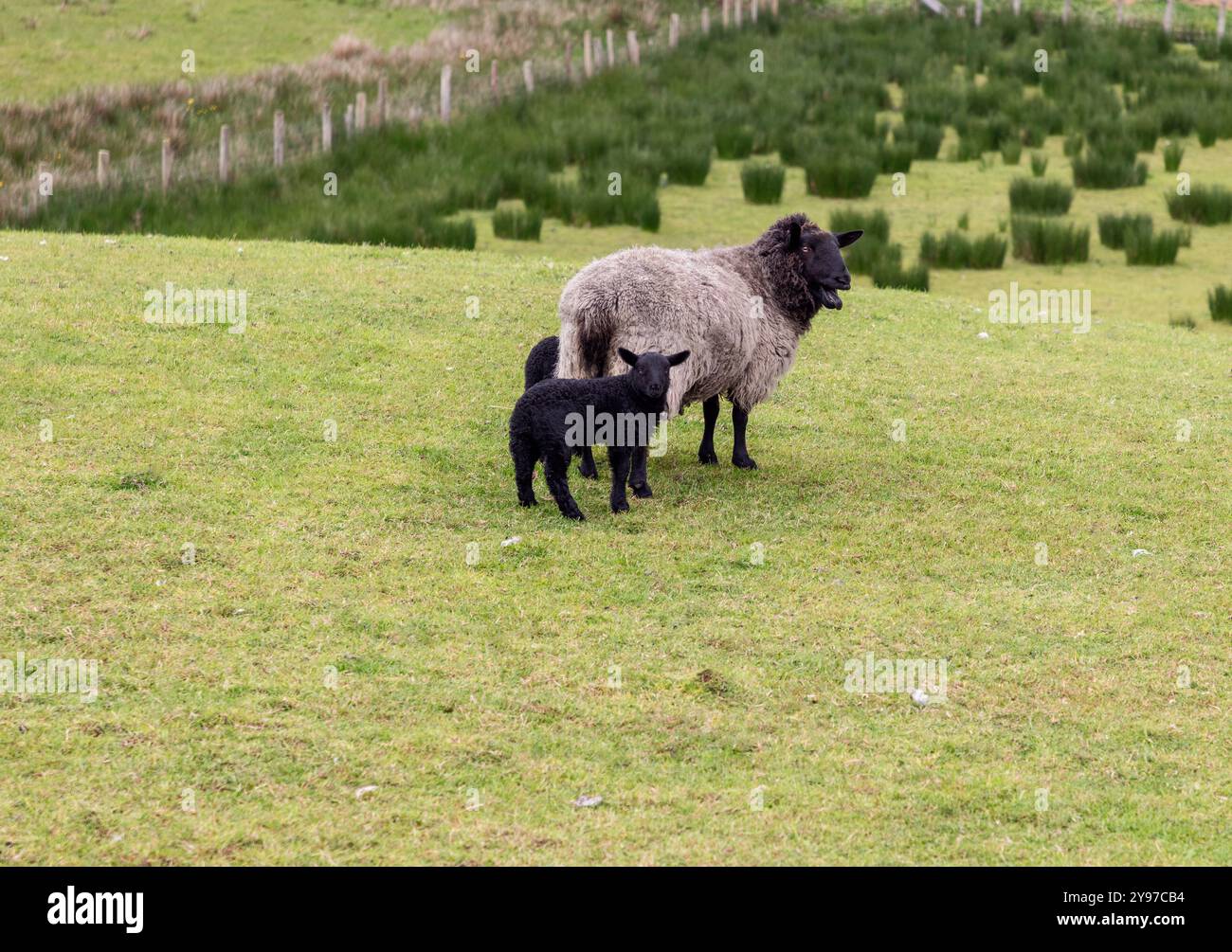 Una pecora con due agnelli neri si erge su una collina erbosa a Connemara, in Irlanda. Le pecore pascolano su una lussureggiante erba verde, che rappresenta il pastore rurale Foto Stock