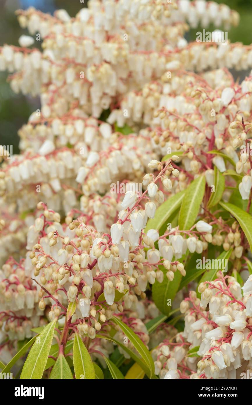 Pieris Forest Flame, Pieris floribunda Forest Flame, ammassi di fiori a forma di campana in primavera Foto Stock