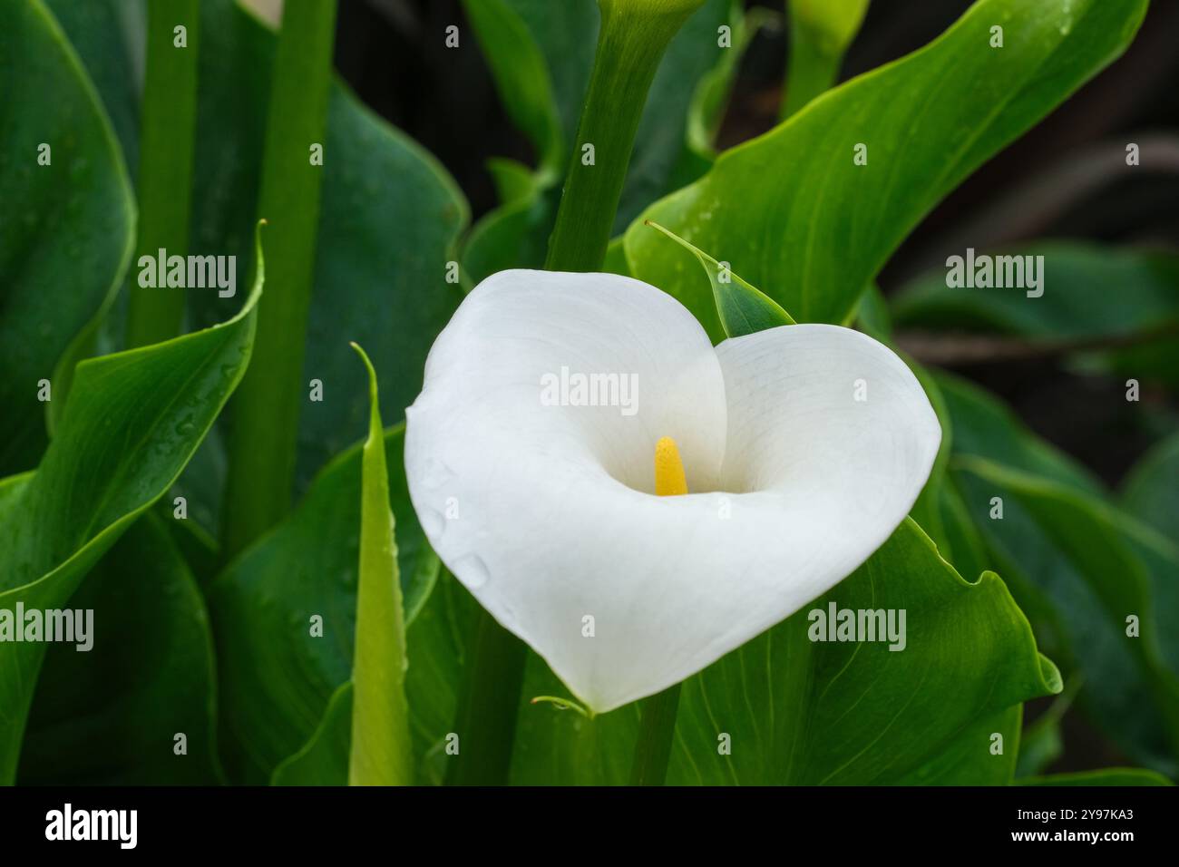 Zantedeschia aethiopica Crowborough, arum Lily Crowborough, foglie a forma di freccia, spadix bianca a forma di imbuto, spadix gialla Foto Stock