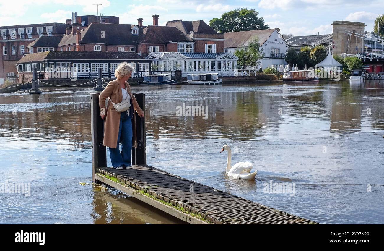 Un visitatore con un cigno muto sul fiume Tamigi a Marlow , Buckinghamshire , Inghilterra , Regno Unito : Credit Simon Dack Foto Stock
