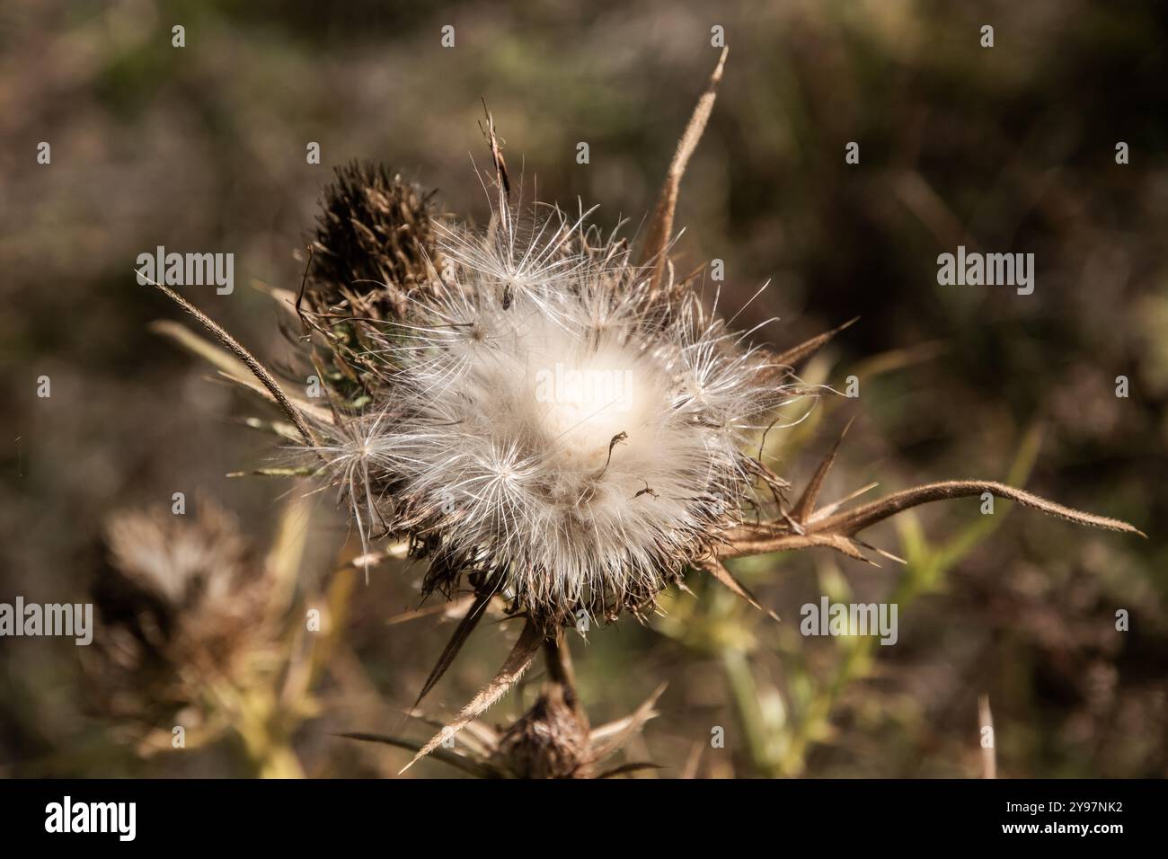 Seccare il Cardo di latte (Cirsium vulgare) sopra le erbacce fiorite Foto Stock