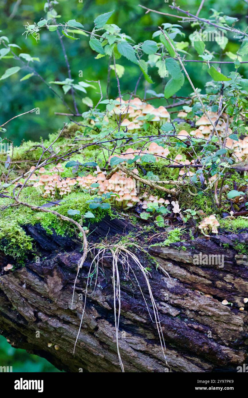 Ciuffo di zolfo (Hypholoma fasciculare). Foto Stock