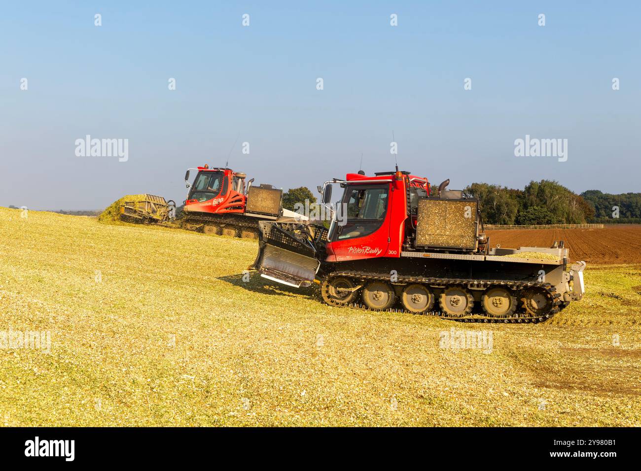 Veicoli bulldozer cingolati a pistoni con sistema di chiusura per insilato di granturco dolce nel campo immagazzinato per biocarburanti, Alderton, Suffolk, Inghilterra, Regno Unito Foto Stock