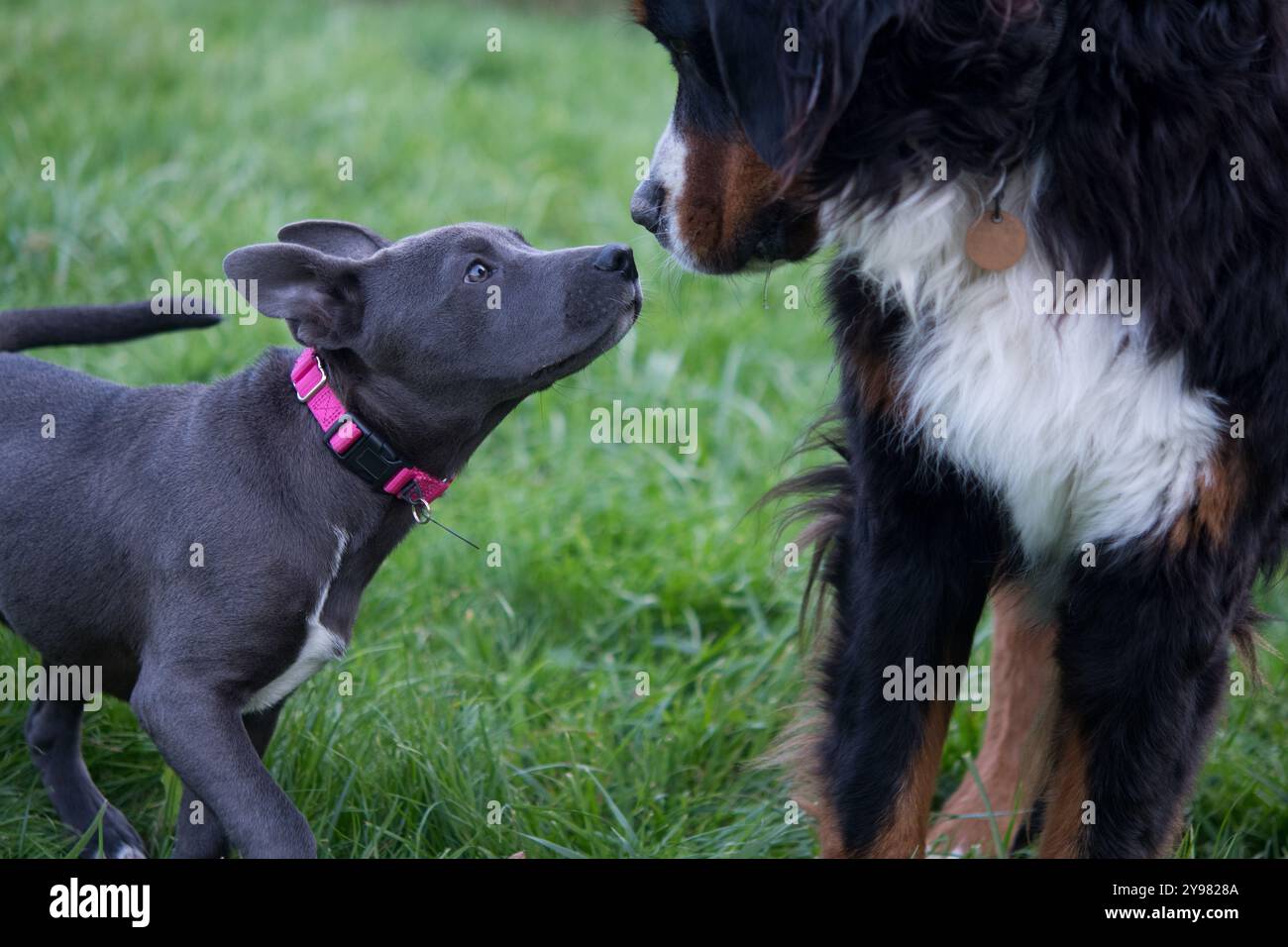 Bernese Mountain Dog e Pitbull Terrier insieme nel cortile Foto Stock