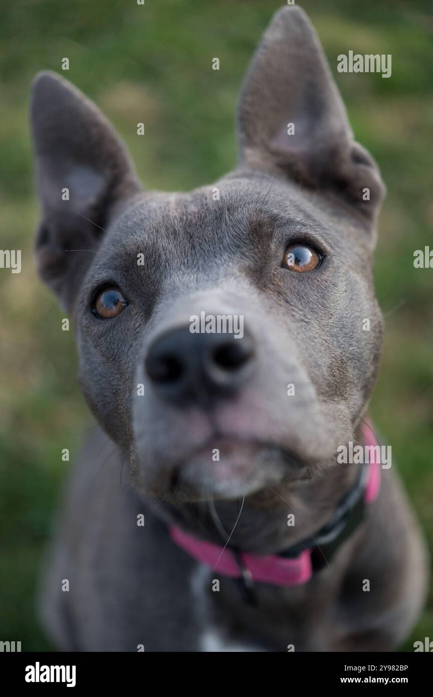 Primo piano di un simpatico cucciolo di Pitbull Terrier Foto Stock