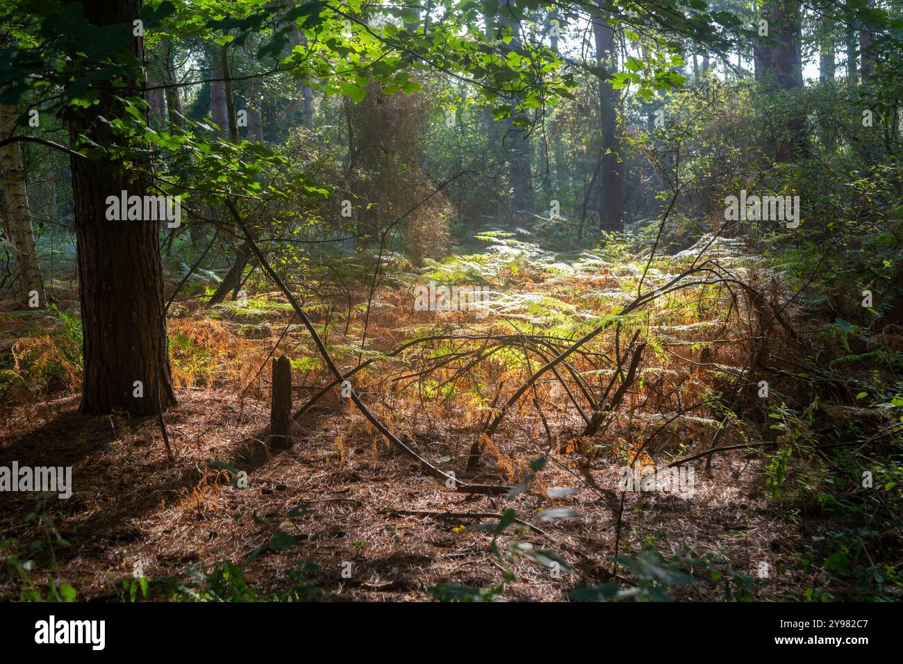 Boschi misti alberi decidui e conifere e salamoia che crescono nella foresta, Rendlesham Forest, Suffolk, Inghilterra, Regno Unito Foto Stock