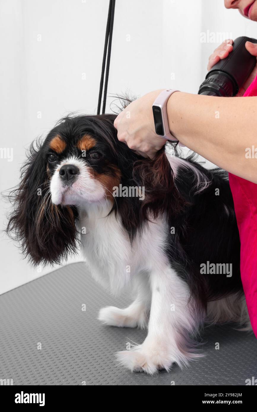 Un tostapane professionale utilizza un asciugacapelli per modellare la pelliccia di un cane Cavalier King Charles Spaniel in un salone per animali. Concetto di cura e cura degli animali domestici. È Foto Stock
