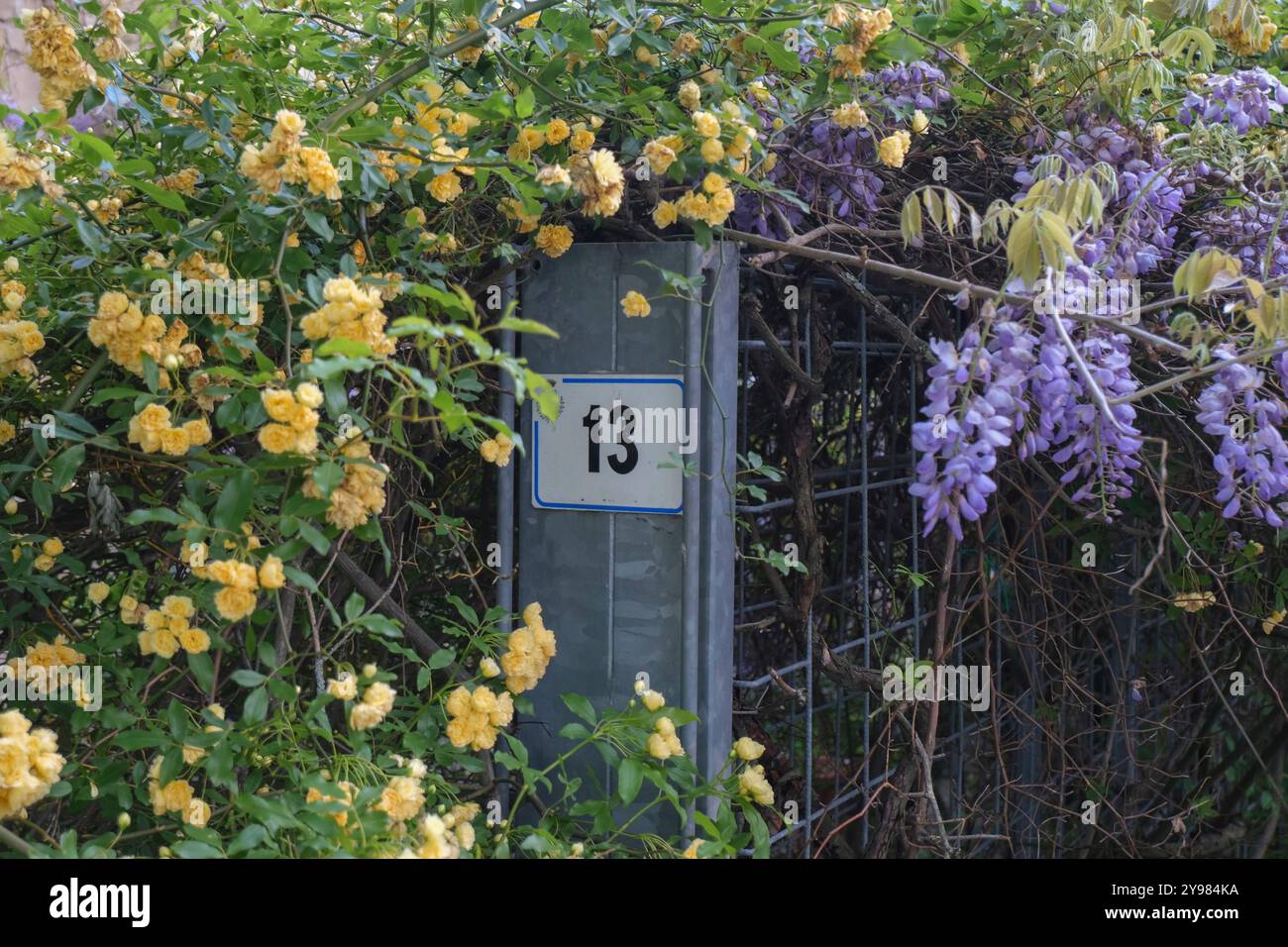 Un certo numero della casa si trova vicino al recinto di metallo e ai fiori colorati. 13 numero della strada Foto Stock