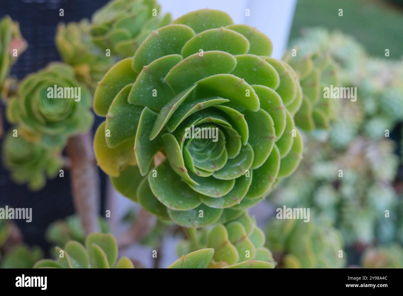 Pianta succulenta Aeonium arboreum, famiglia Crassulaceae primo piano tra succulenti. Succulente garrden Foto Stock