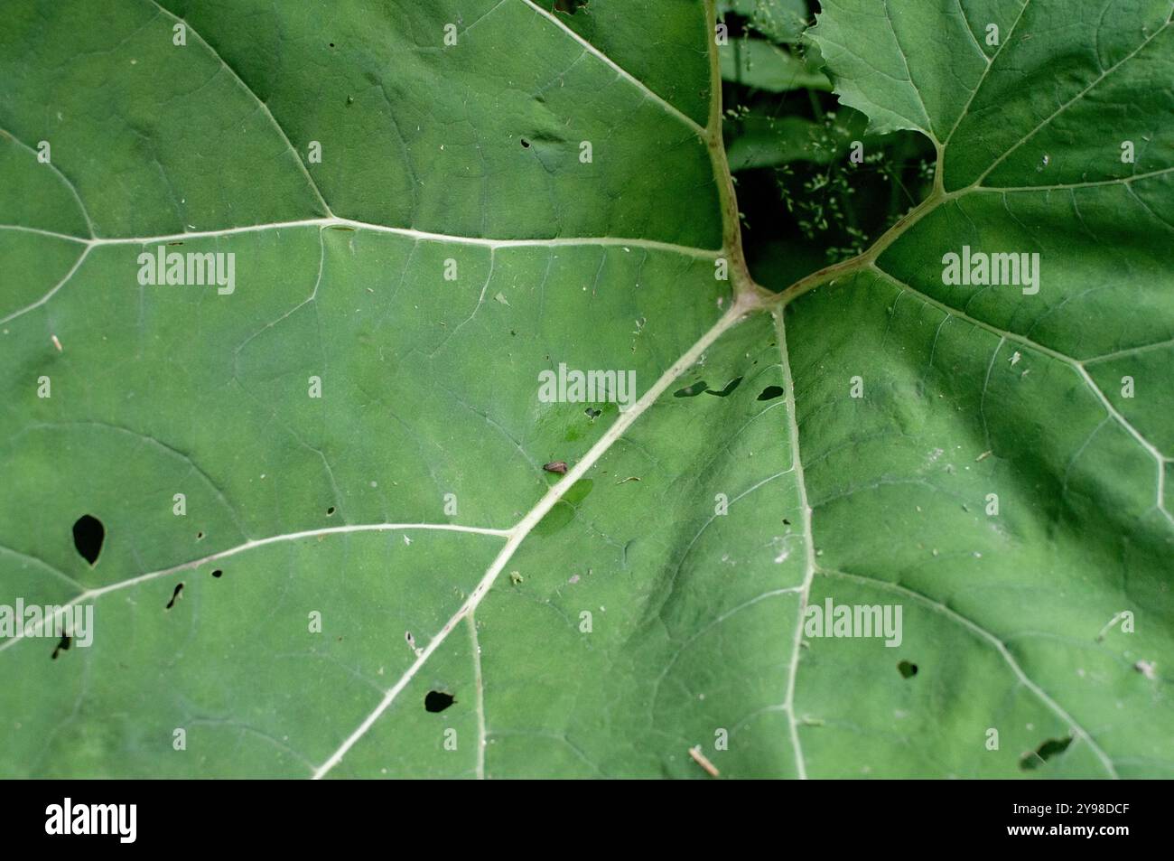 Primo piano della foglia verde del sottobosco alpino nelle Alpi marittime Foto Stock