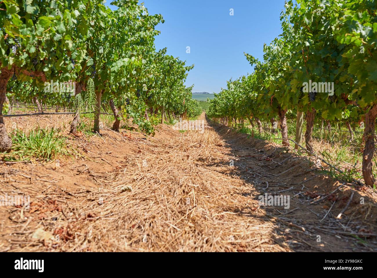 Natura, agricoltura e alberi nel terreno della vigna con cielo, suolo e crescita sostenibile nel campo mattutino. Uva, campagna e piante verdi accese Foto Stock