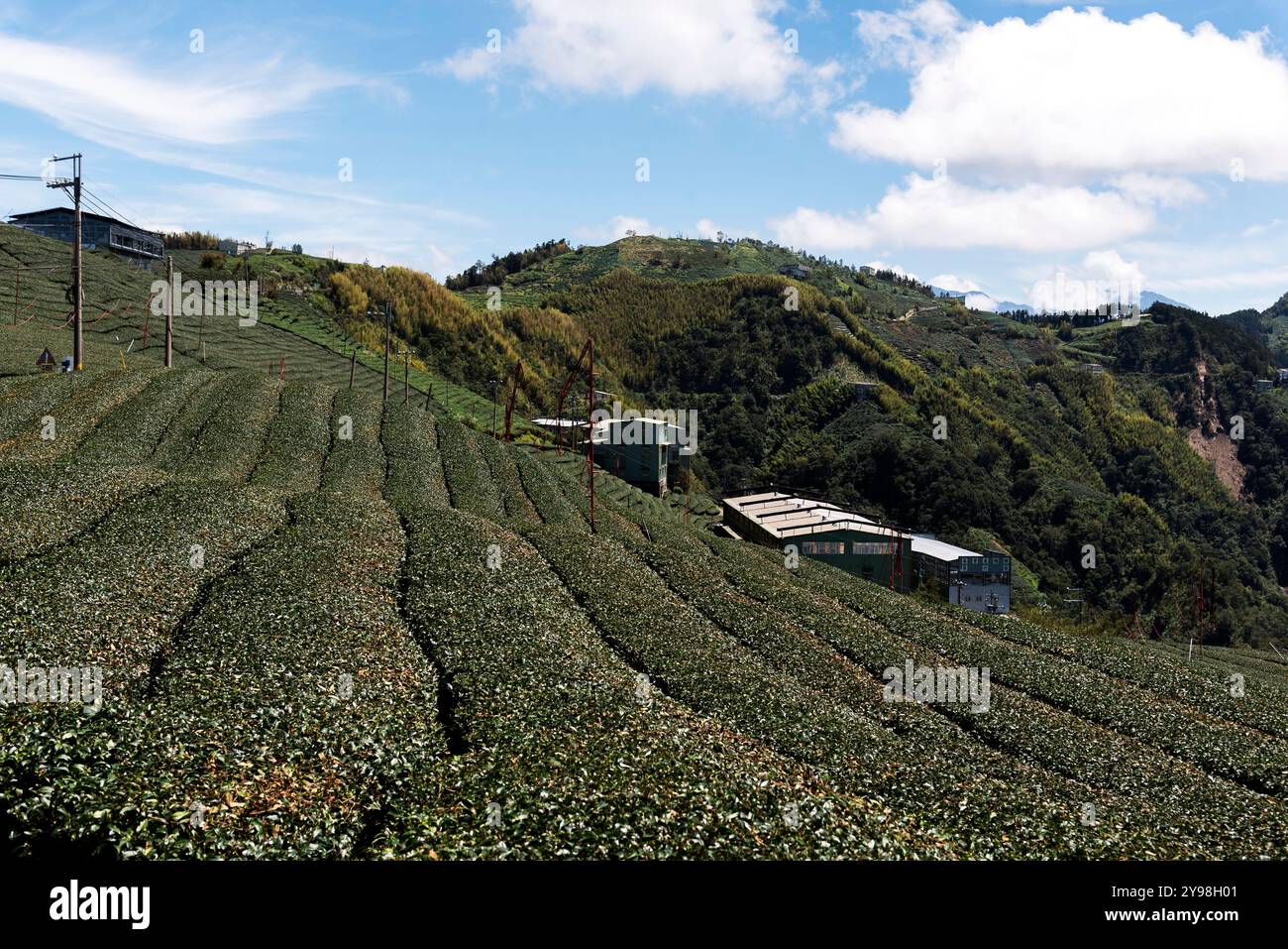 Taiwan, Nantou. Nel Photo Tea Field. SOLO PER USO EDITORIALE! NON PER USO COMMERCIALE! Foto Stock