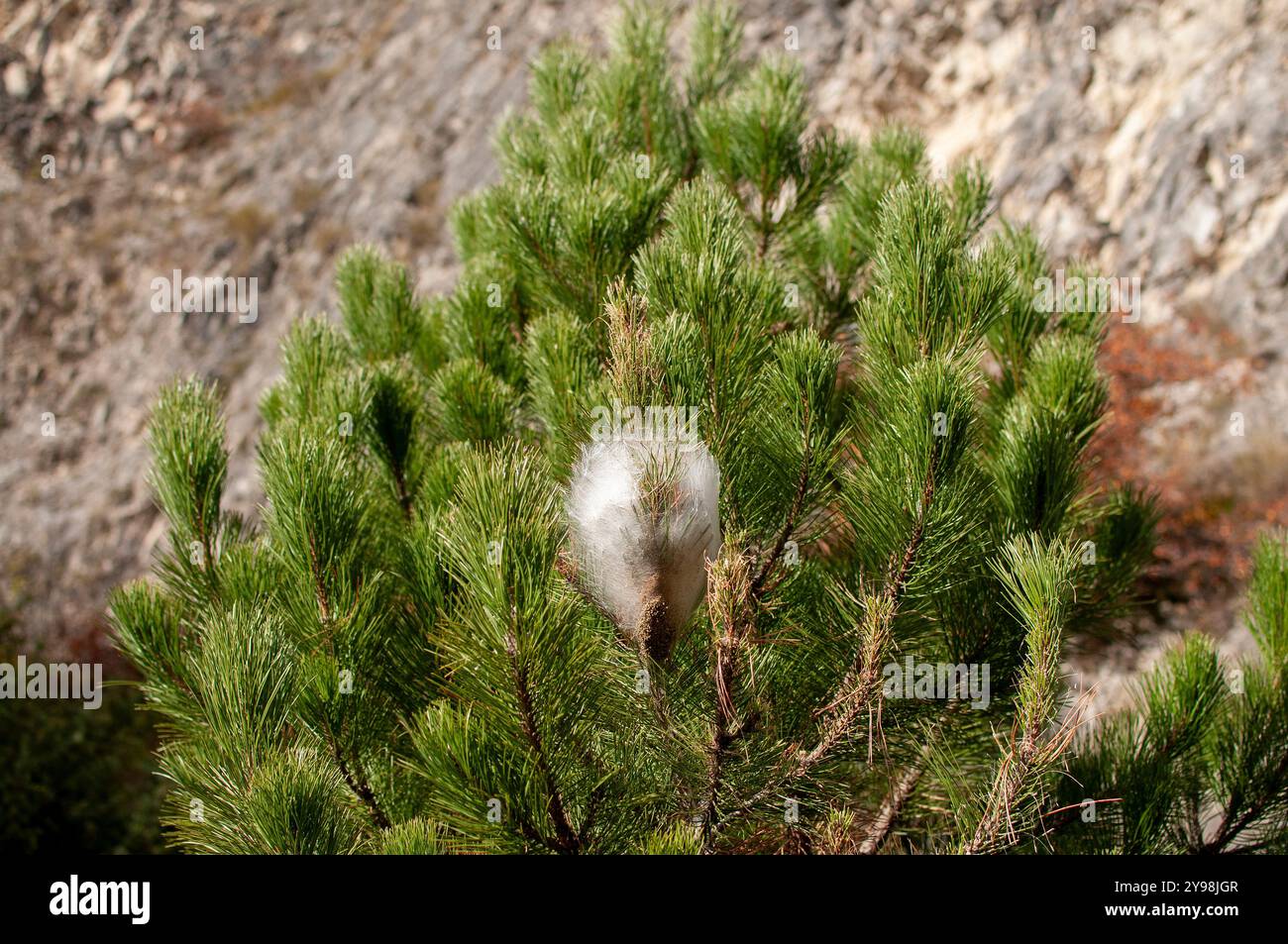 Fungo delle piante immagini e fotografie stock ad alta risoluzione - Alamy