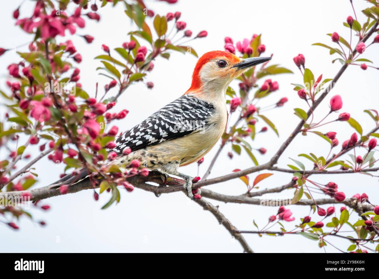 Un picchio di legno rosso maschile si trova in un albero di Crabapple con gemme rosa e grasse che lo circondano. Foto Stock