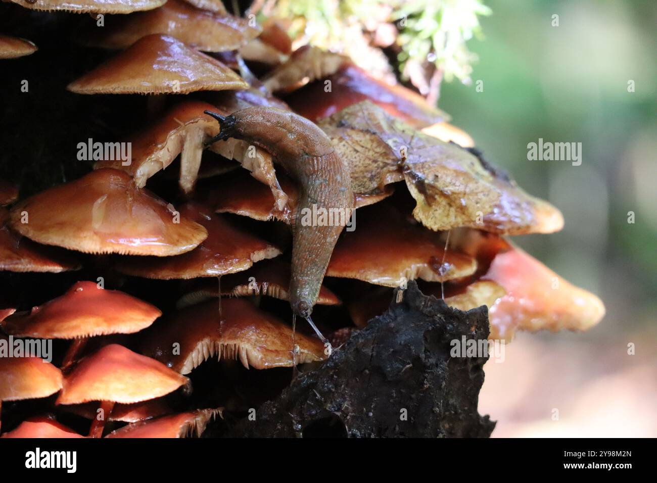 Fungo golden Needle con lumache nella foresta di conifere Foto Stock